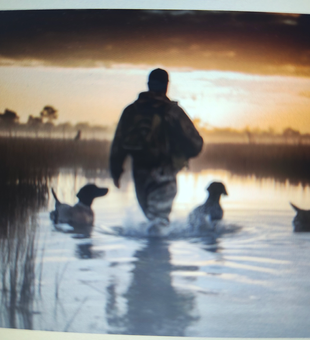 Early morning hunt in the marsh with the pack - best way to start the day!
