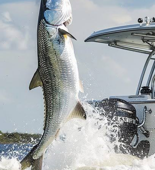 "Majestic Tarpon Breaching the Waves"