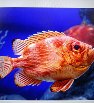 Colorful fish around the reef - partly cloudy conditions made for exciting fishing today!
