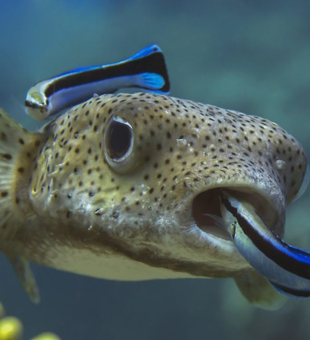 Spotted pufferfish gets cleaned by tiny blue companions!