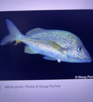 Nice white grunt on light tackle today!