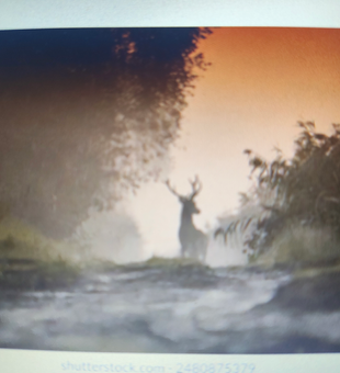 White-tailed deer in perfect forest clearing - exciting hunting adventure ahead!