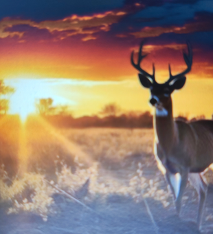 Perfect white-tailed deer spotting during golden hour. Great hunting conditions today!