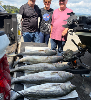Cherokee Lake striped bass success!