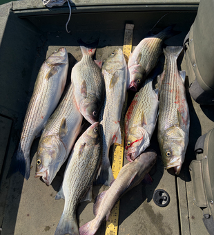 Cherokee Lake striped bass and catfish success!