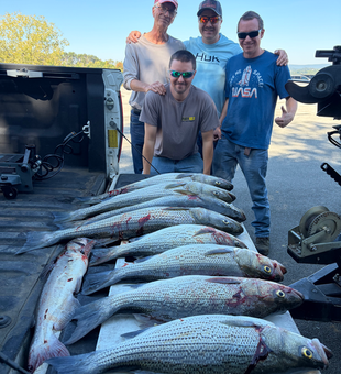 Cherokee Lake white bass delivering incredible results!