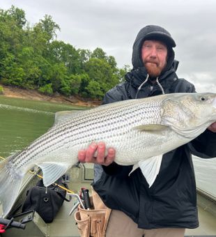 Beautiful Rutledge striped bass makes the day complete!