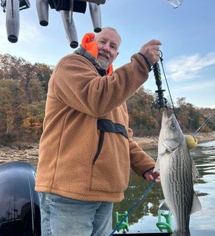 Cherokee Lake striped bass fishing catch
