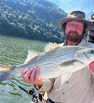 Cherokee Lake striped bass fishing trophy catch