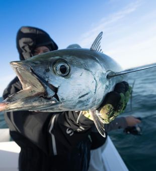 Amazing Albacore on display!