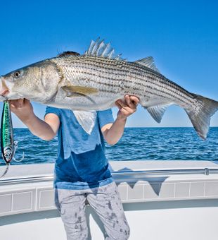 Impressive striped bass catch.