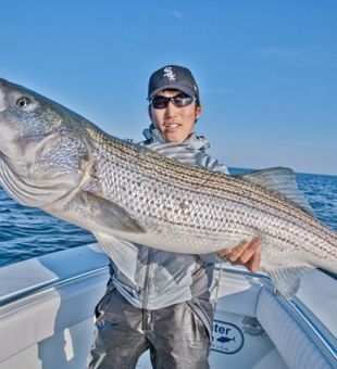 Striped Bass Catch in Boston Harbor Fishing Trip