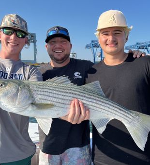 Reeling in hard-fighting striped bass while fishing Boston Harbor near Hingham.