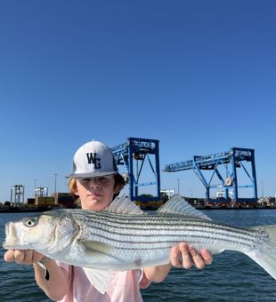 Classic Boston Harbor striper fishing just minutes from Hingham, Massachusetts.