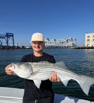 Striped bass action in Boston Harbor with a fishing trip out of Hingham, MA.