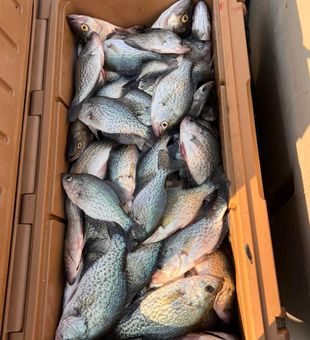 Crappies Caught in Georgia