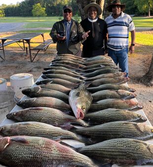 Georgia Striper Action Today