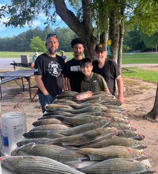 Impressive striped bass fishing haul.
