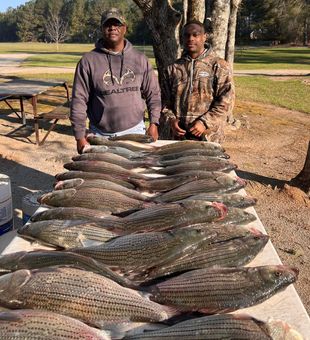 Incredible striped bass and yellow bass haul in Appling GA!