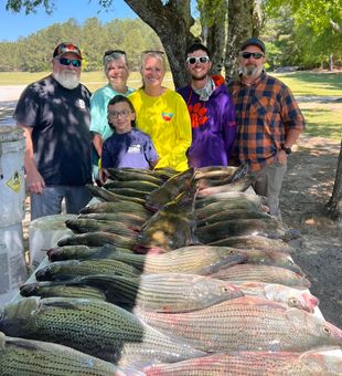 Outstanding white bass haul in Appling GA!
