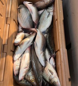 White bass and striped bass filling the cooler in Appling!