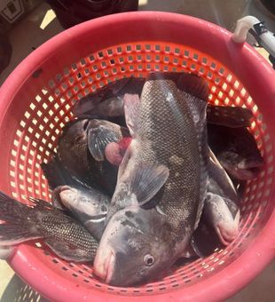 Montauk's waters are a fisher's delight