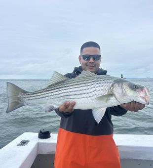 Beautiful striped bass from Greenport NY waters!