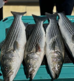Long Island fishing at its best with a great Striped Bass catch in Greenport.