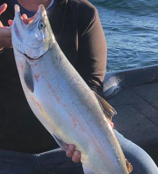 Strong Lake Michigan Salmon in hand!