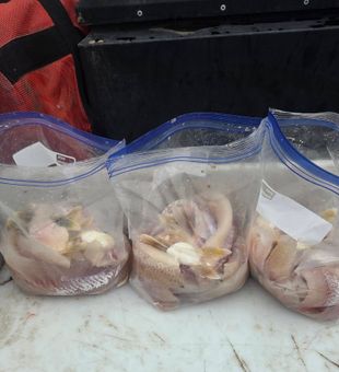 Fresh catch bagged and ready from Dayton waters!