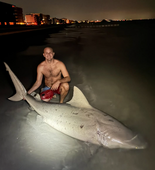 Bull Shark Fishing In Tampa