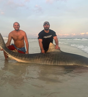 Tiger Shark Caught On The Beach In Tampa Bay