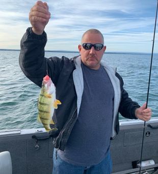 American Yellow Perch in Lake Erie