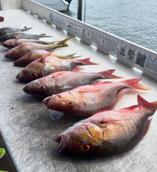 Red Snapper Catch in Jupiter Florida Fishing Trips