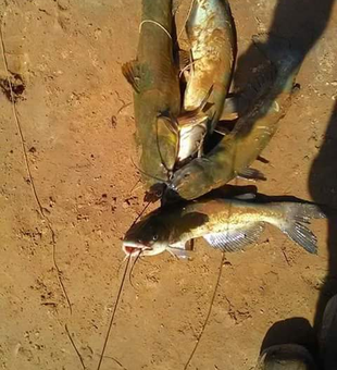 Big Cats Fishing Oklahoma Guide
