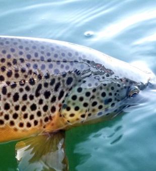 Spotted brown trout fly fishing in Eugene, Oregon