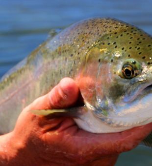 Vivid rainbow trout fly fishing near Eugene, Oregon
