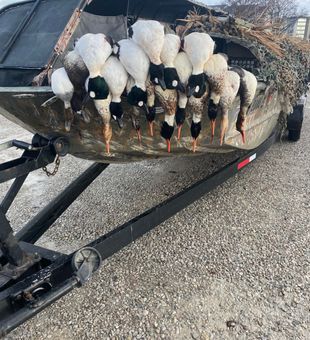 Guided Ohio duck hunting trips 