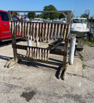 Stacked! Port Clinton walleye limit.