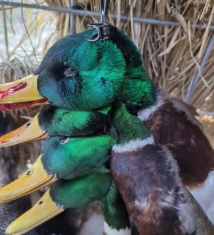 Ohio duck hunting with expert guidance