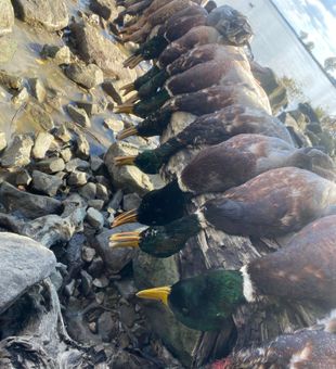 Ohio duck hunting adventure with Captain Greg