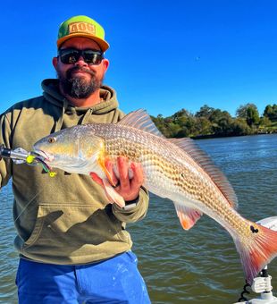 Beautiful Redfish on artificial 