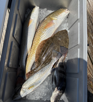 Nice mixed bag of redfish and black drum using deep sea jigging techniques!