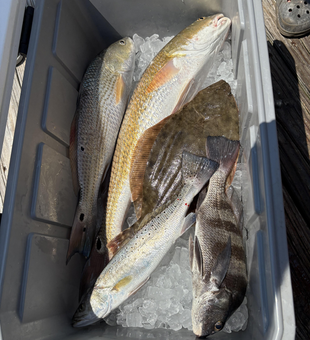Nice mix of redfish and black drum using jigging and drift fishing techniques!