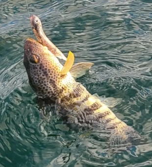 Hook of the day: Sandbass!
