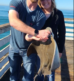 Another stingray!