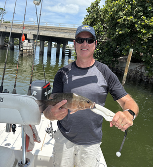 Nice grey snapper from Anna Maria Island waters!