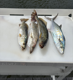 Huge Spanish Mackerel and Spotted Weakfish blasted today at Marina Way!