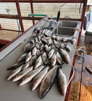 Stripers Haul- Caney Creek, OK.