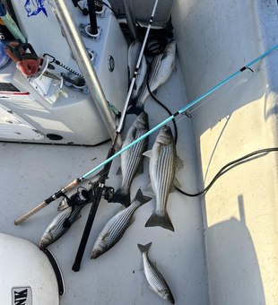 A day's catch and the gear that landed it.